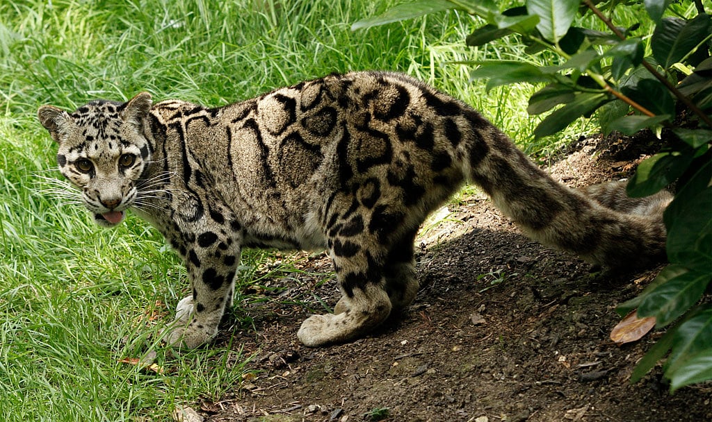 Clouded leopards are found in Arunachal Pradesh