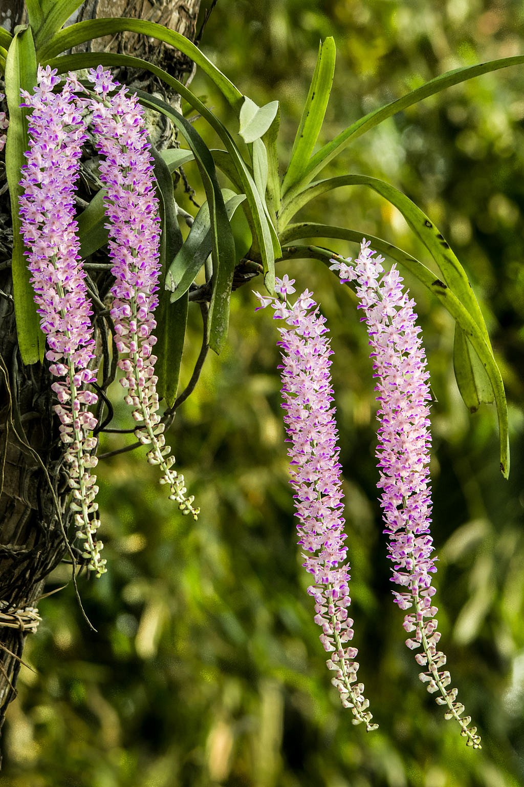 Arunachal Pradeshs state flower is foxtail orchid