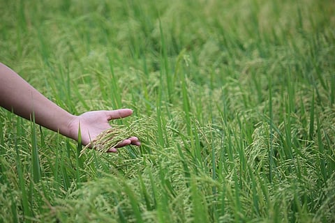 Nuakhai revolves around eating the new rice of the year