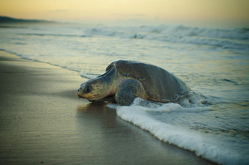 Gahirmatha, part of Bhitarkanika, is where Olive Ridley Sea Turtles arrive twice every year between January and March to lay eggs