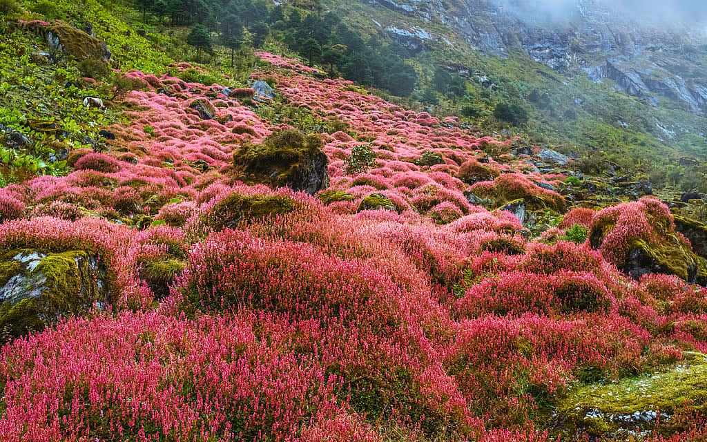 The alpine plants in full bloom make the valleys vibrant with colour 