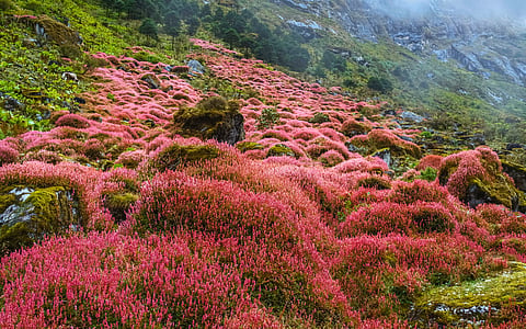 The alpine plants in full bloom make the valleys vibrant with colour 
