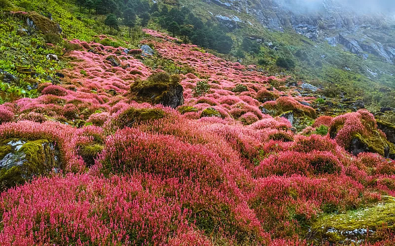 The alpine plants in full bloom make the valleys vibrant with colour