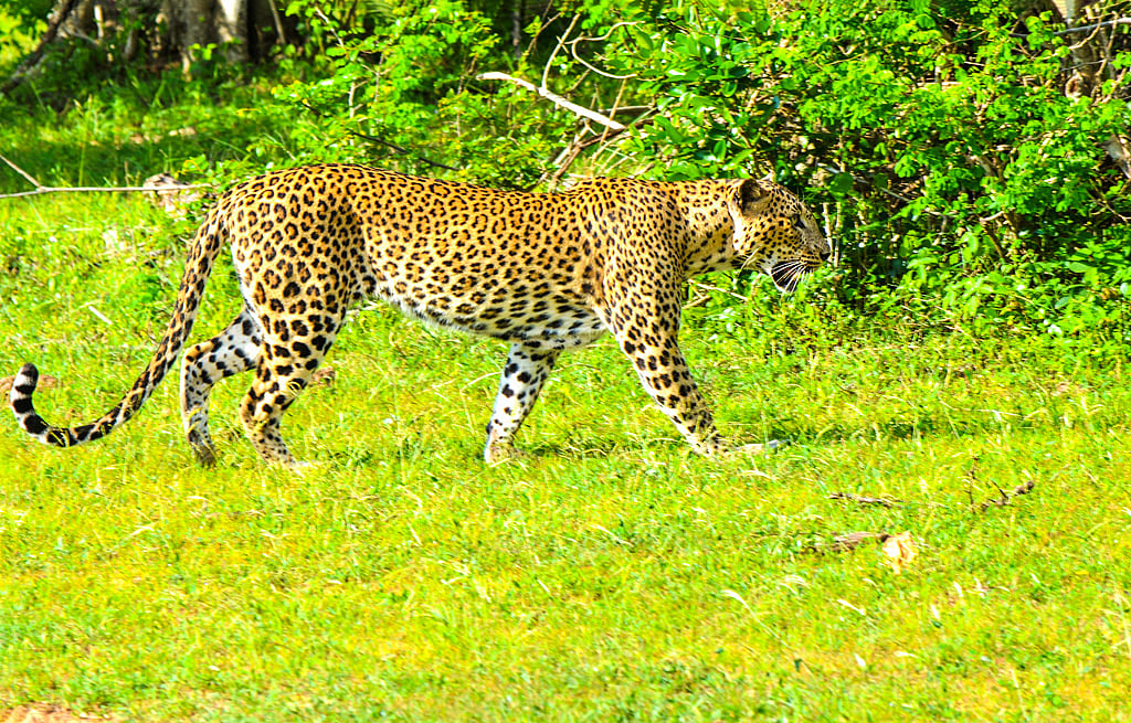 Chandaka is home to leopards, deer, wild boar, Indian mongoose and many species of birds