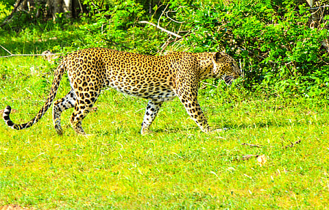 Chandaka is home to leopards, deer, wild boar, Indian mongoose and many species of birds