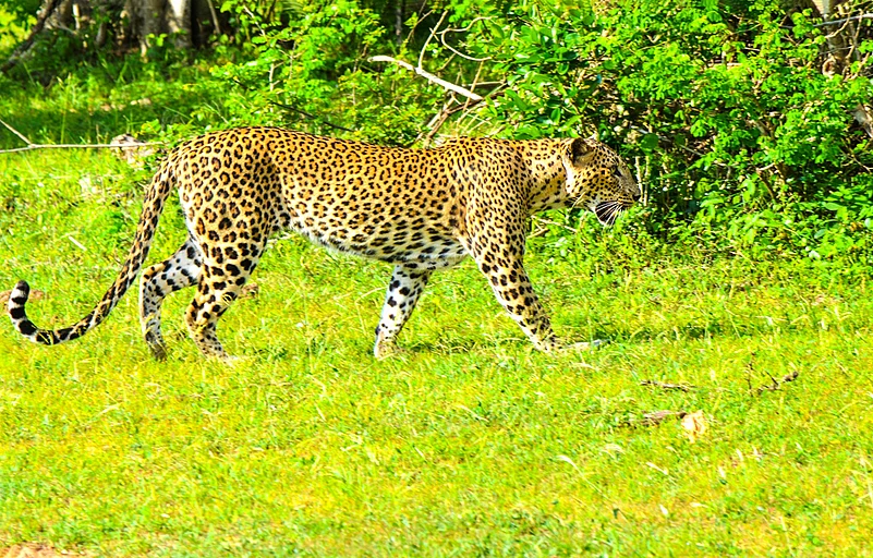 Chandaka is home to leopards, deer, wild boar, Indian mongoose and many species of birds
