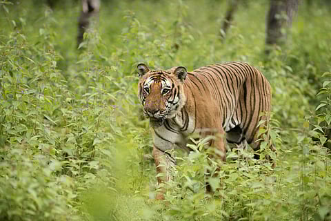 The Bengal tiger roams the confines of the Bandipur National Park