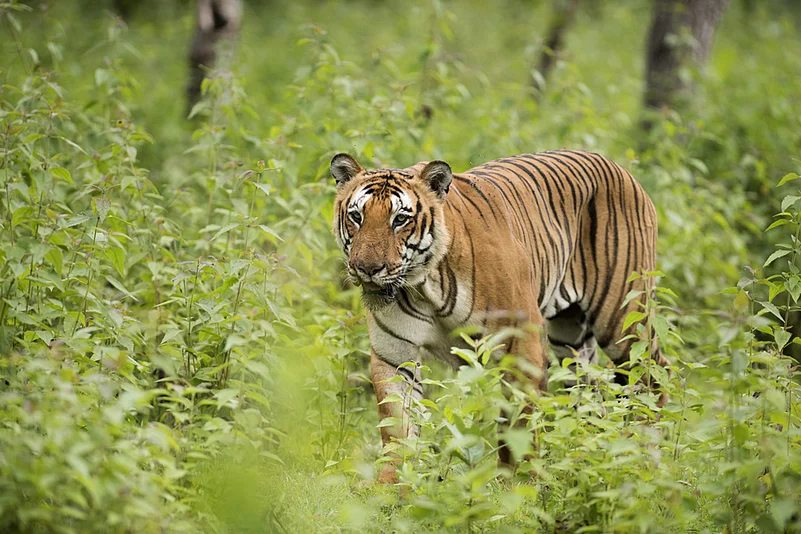 The Bengal tiger roams the confines of the Bandipur National Park