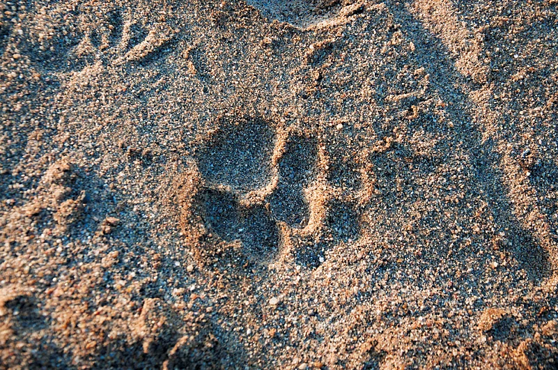 Pugmark of a tiger on the river bank in Satpura