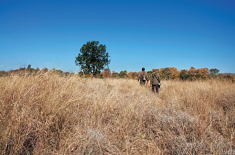 Embark on a thrilling walking safari with trained guides
