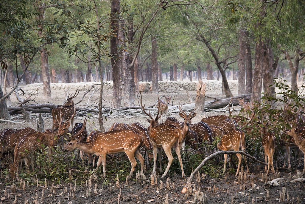 Spotted deer in the Sunderbans National Park