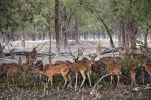 Spotted deer in the Sunderbans National Park