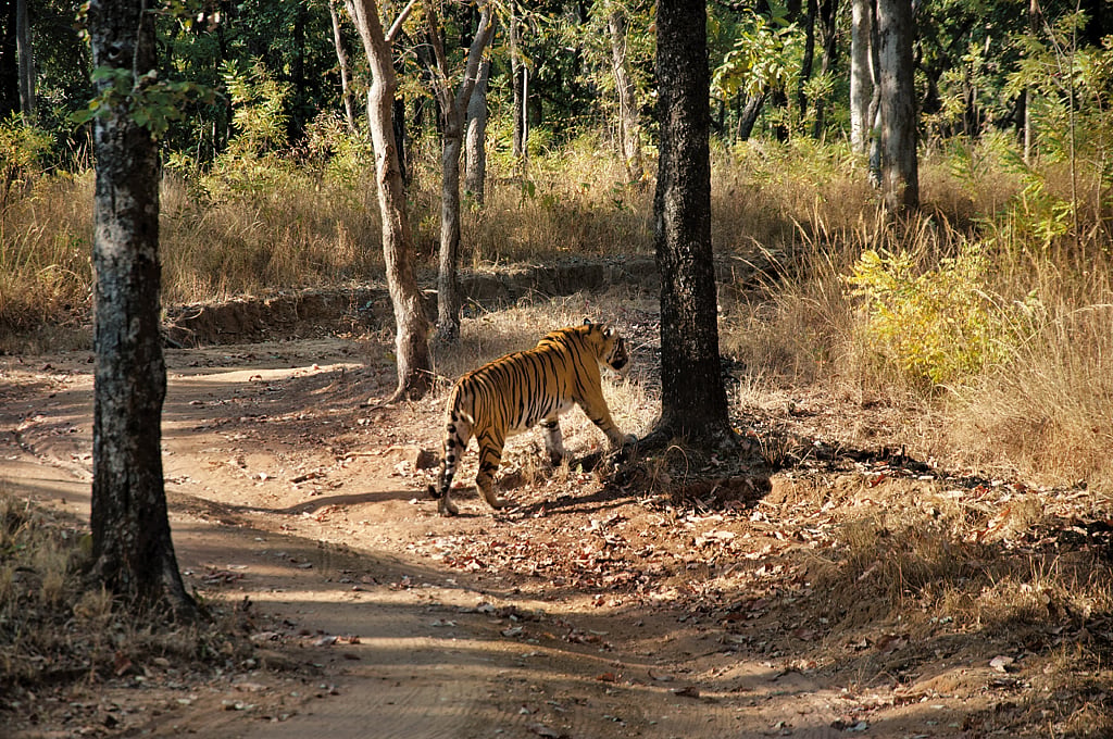 A tiger walking along the road inside the national park