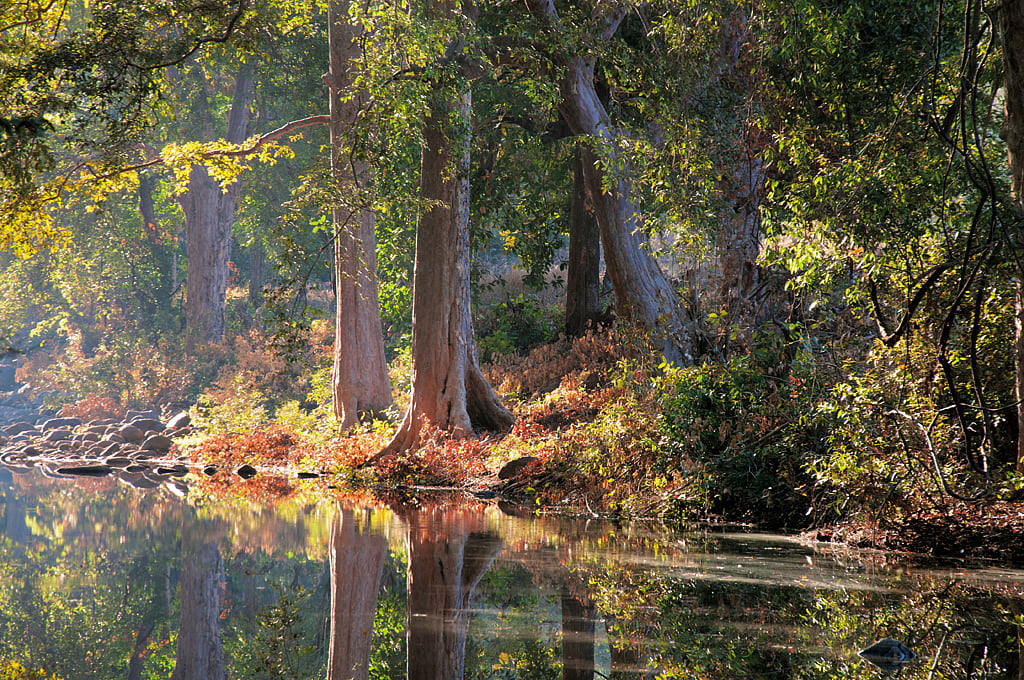 The forest has a placid stream shaded by tall trees