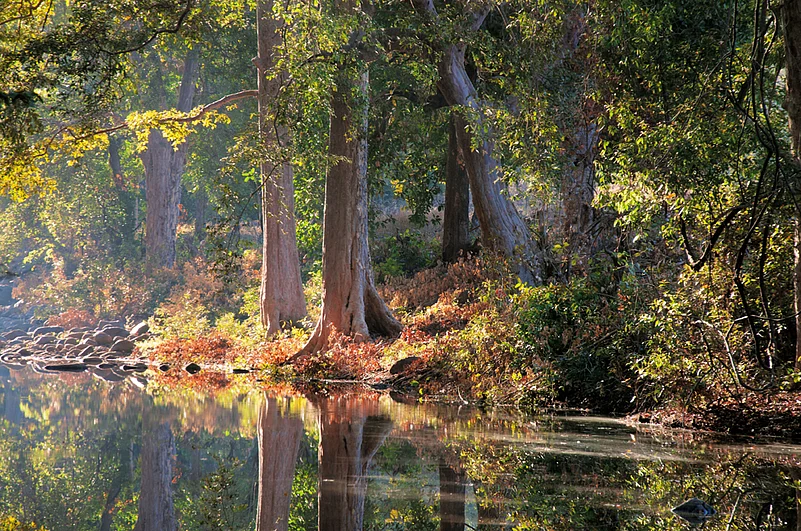 The forest has a placid stream shaded by tall trees
