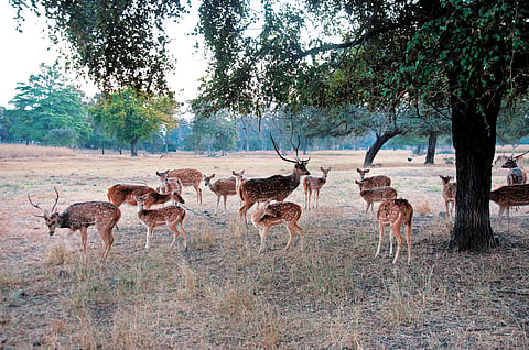 A healthy prey density in Satpura makes it ideal for big cats