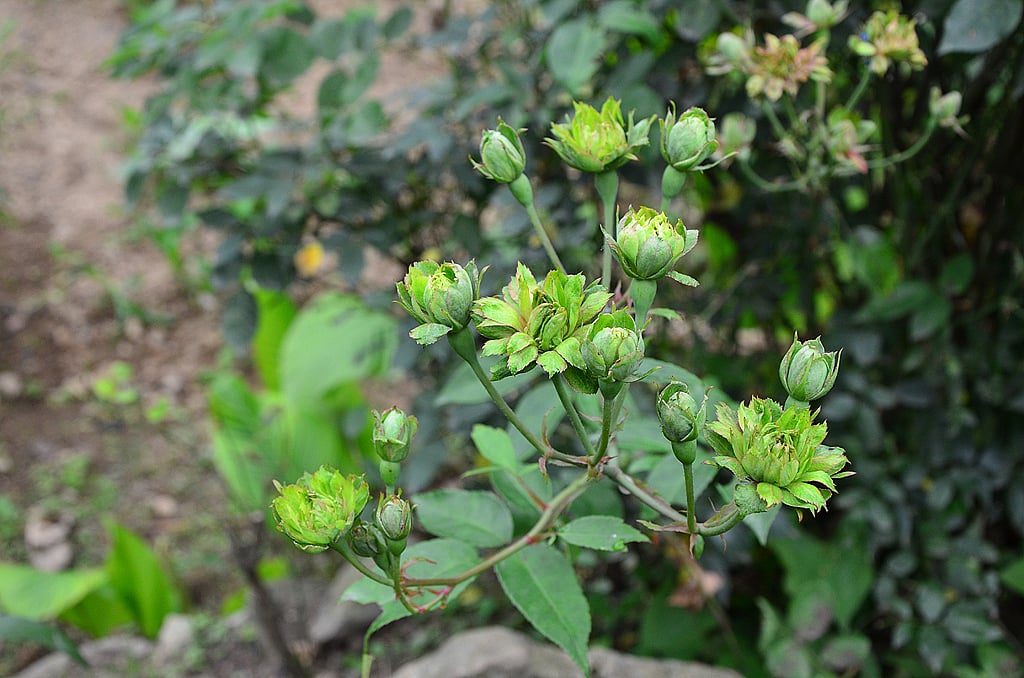 Khonoma, Indias first Green Village, has a very interesting story