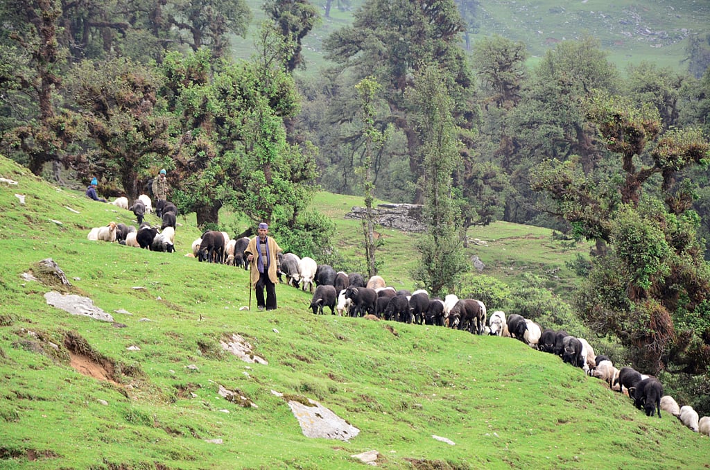 Shepherd families moving with their sheep and goats to alpine meadows (bugyals)
