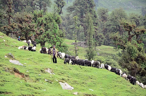 Shepherd families moving with their sheep and goats to alpine meadows (bugyals)