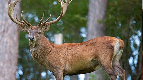 The Hangul is a subspecies of the Central Asian red deer