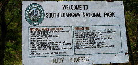 South Luangwa has a high concentration of leopards