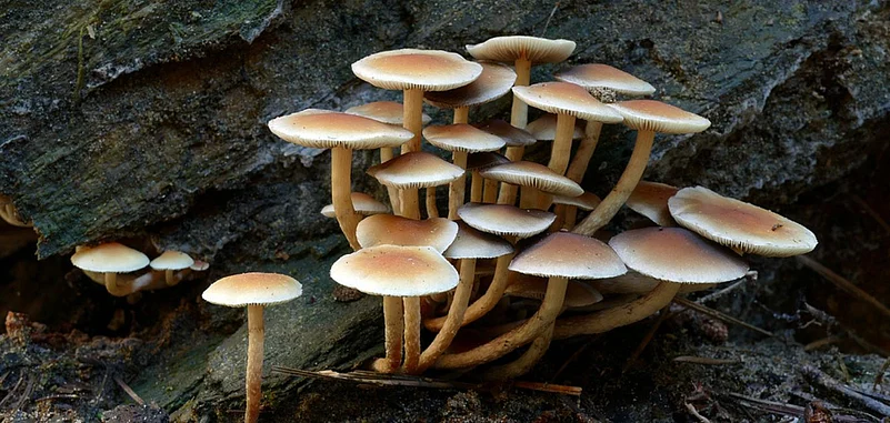 Mushroom coffee is gaining a decent following as a wellness trend