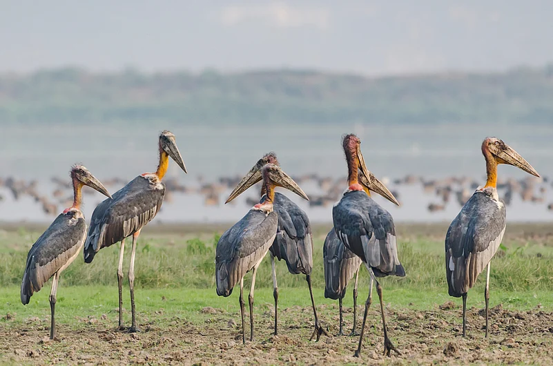 There are about 50 species of birds visiting the Kanjli Lake area