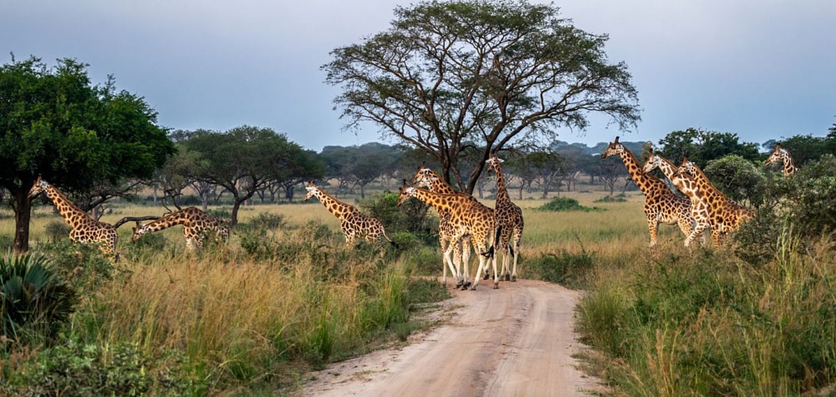 Kidepo is home to some rare species of 