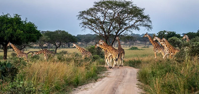 Kidepo is home to some rare species of