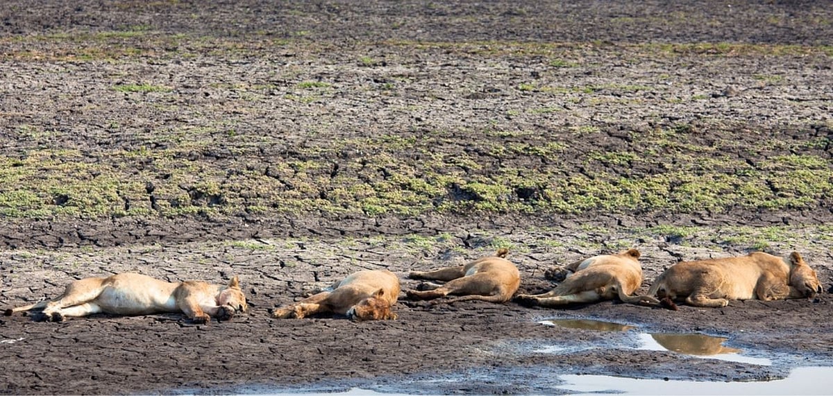 Lions in slumber at Katavi National Park