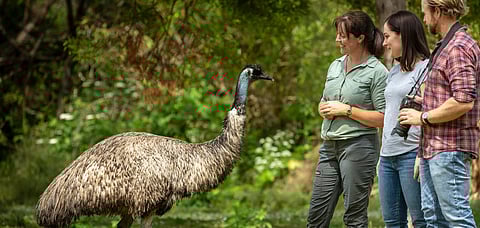 Tower Hill is a great way to immerse yourself in the local Aboriginal history