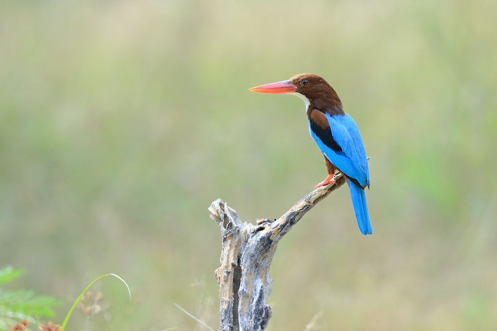 A white-throated Kingfisher at Keoladeo National Park