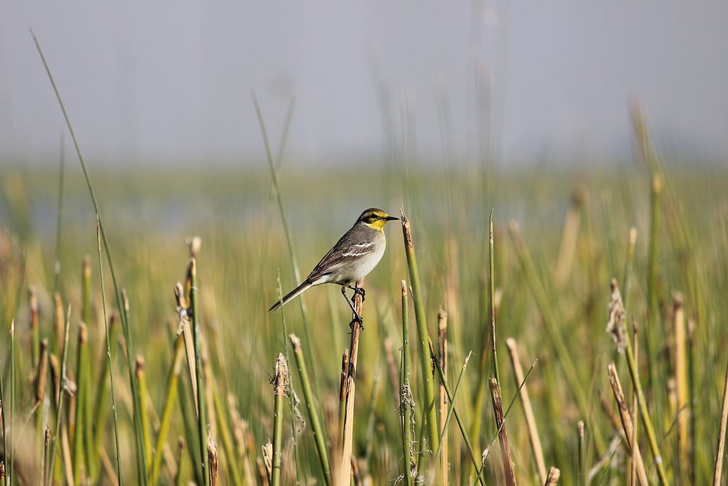 Go birding for a wide variety of avians visiting Nalsarivar in winter months