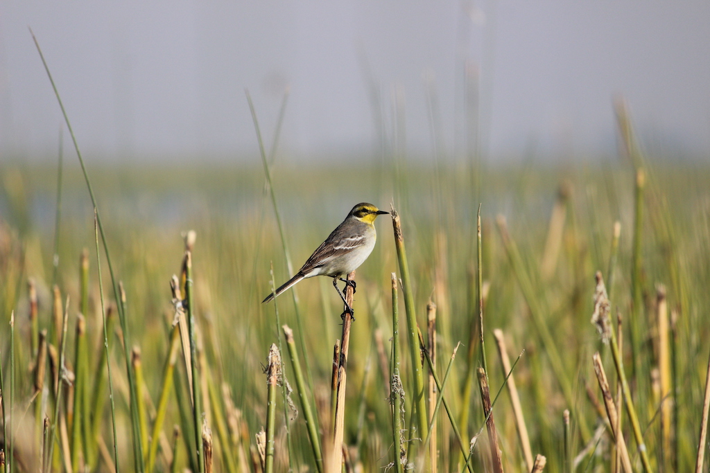 Go birding for a wide variety of avians visiting Nalsarivar in winter months