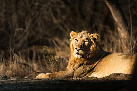 Once found throughout the Middle East and across the Indian subcontinent, today, this regal species is confined to a single protected area, the Gir Forest National Park. With a smaller frame than its African counterpart and a distinctive fold of skin along its belly, the Asiatic lion is a symbol of resilience, but it also faces grave challenges that threaten its survival.