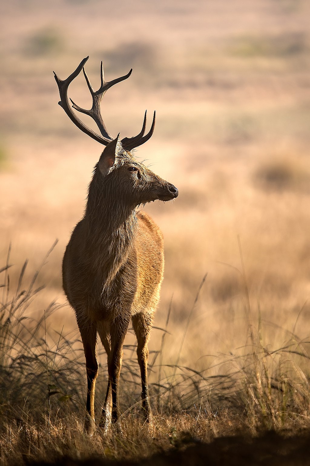 Barahsinghas come in the critically endangered status on the IUCN Red List