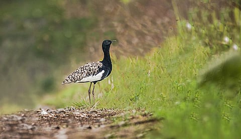 Belonging to the bustard species native to Indiam it is rare and listed under the critically endangered species on the IUCN red list