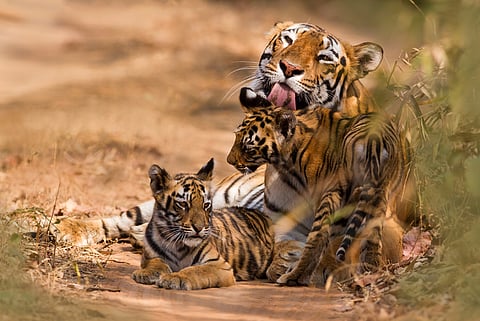 A bengal tigress with her cubs
