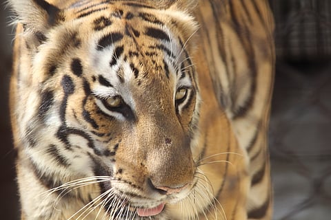 A bengal tiger