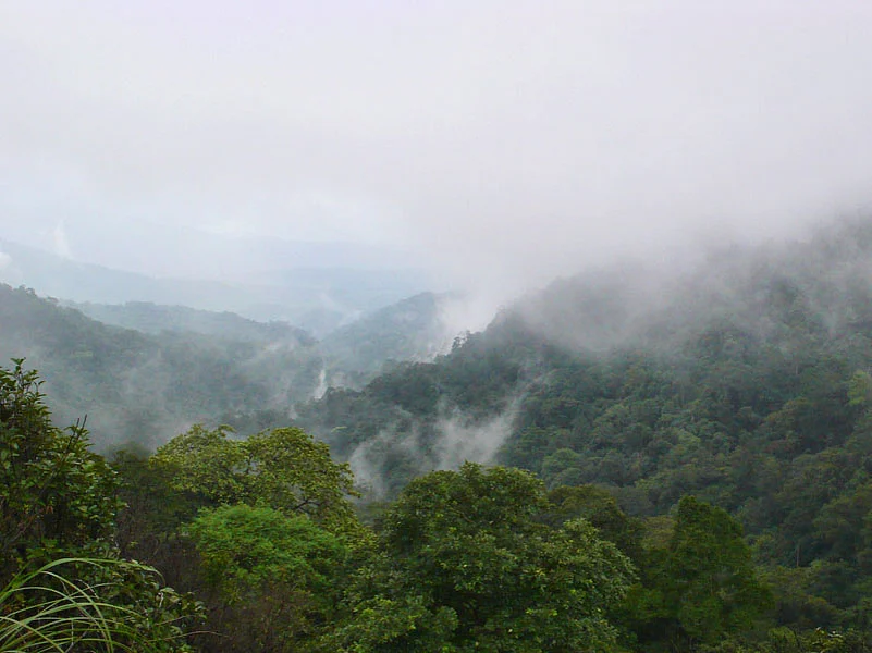 Brahmagiri Wildlife Sanctuary in Karnataka