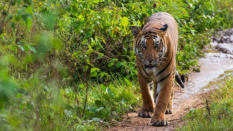 Kabini is a rich forest within the Nagarhole National Park