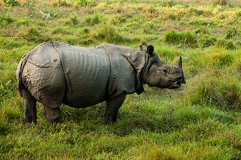 Chitwan National Park is a UNESCO World Heritage Site