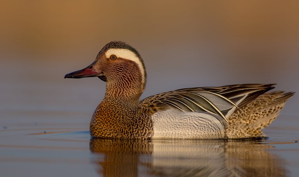 Garganey