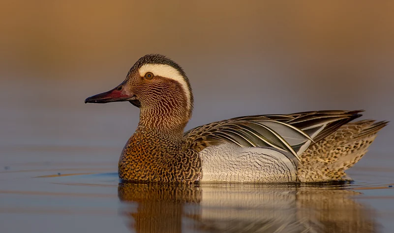 Garganey