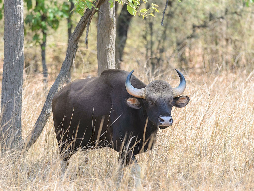 Native to India, Nepal, Bhutan, and parts of Southeast Asia, the Gaur inhabits forested hills, grasslands, and temperate forests, typically in herds that roam freely across protected areas like Indias Western Ghats and the Nilgiri Hills. The species is primarily herbivorous, feeding on grasses, shrubs, and young trees. The Gaurs large size and strength make it a dominant herbivore in its ecosystem, influencing vegetation patterns and maintaining the balance of the forest’s biodiversity.