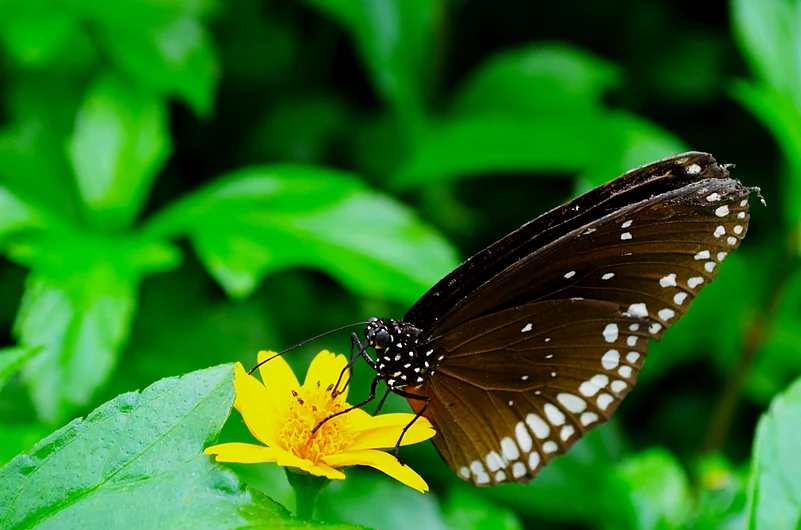 A common crow butterfly
