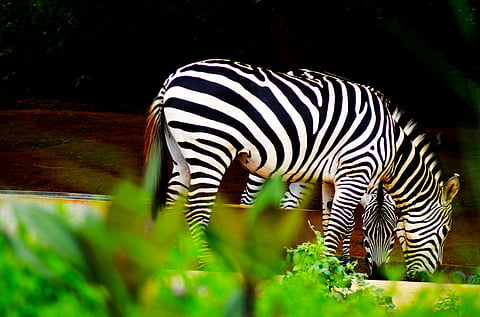 Zebras within an enclosure for herbivores
