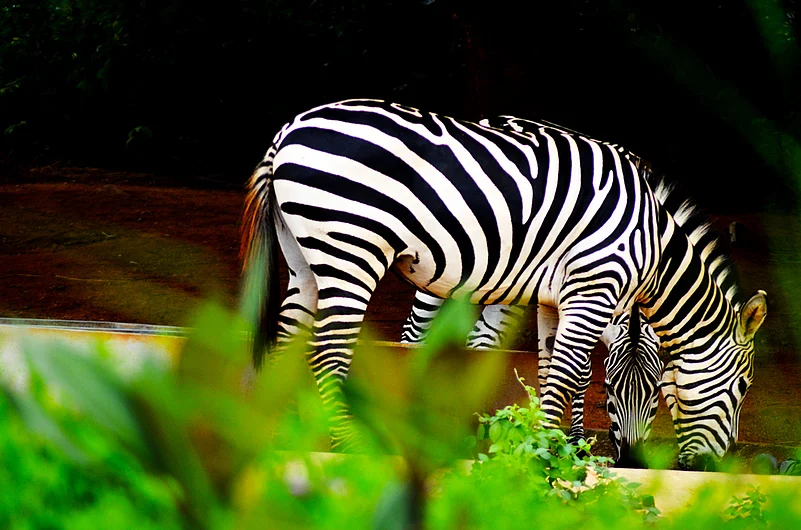 Zebras within an enclosure for herbivores