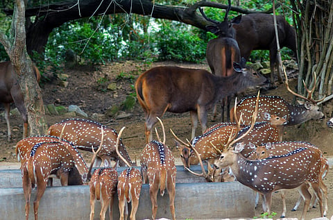 The deer enclave is a busy place