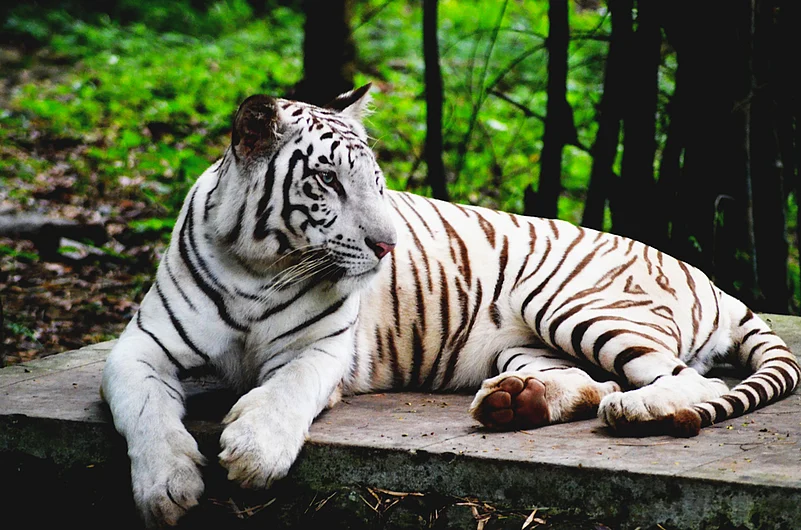 A white tiger in a zoo